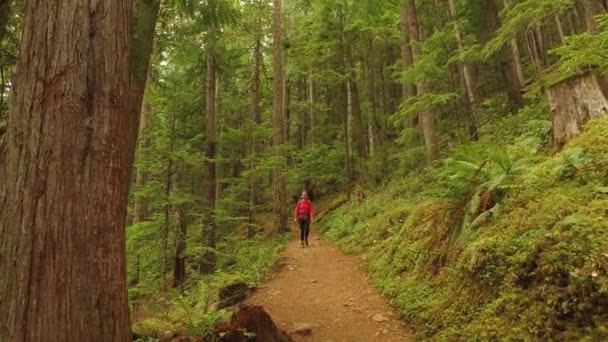 Chica Caminando Por Sendero Forestal — Vídeos de Stock