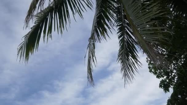 Παραλιακό Θέρετρο Στο Cebu — Αρχείο Βίντεο