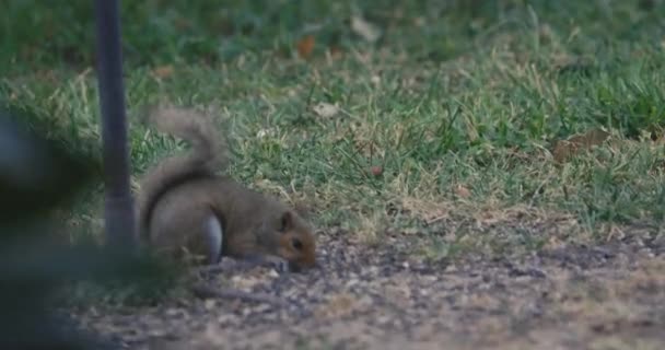 Ένας Γκρίζος Σκίουρος Τρώει Κάτω Από Μια Ταΐστρα — Αρχείο Βίντεο