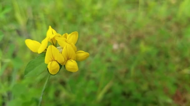 Amarelo Wildflower Brisa — Vídeo de Stock