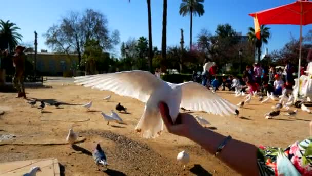 Λευκά Περιστέρια Που Τρώνε Από Κορίτσια Χέρι Στο Ισπανικό Πάρκο — Αρχείο Βίντεο