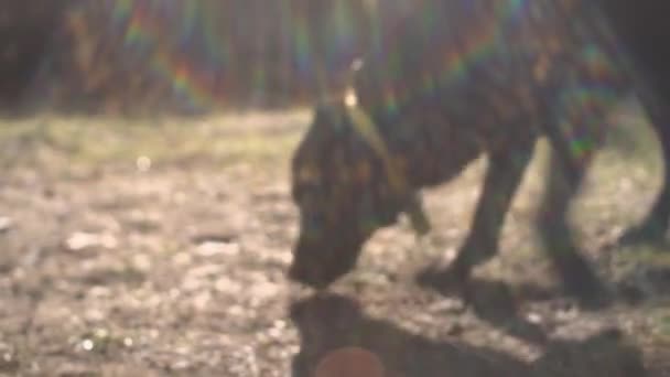 Zwarte Labrador Hond Nieuwsgierig Snuffelen Rond Een Tuin Met Zon — Stockvideo