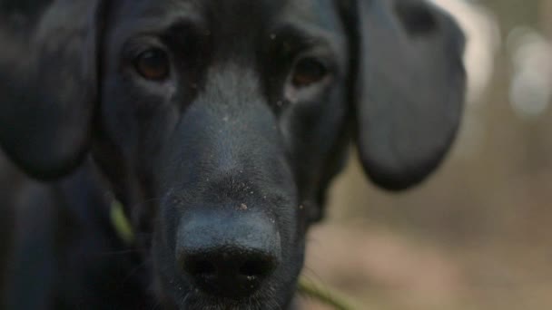 Penutupan Gerakan Lambat Dari Seekor Anjing Hitam Labrador Menunggu Instruksi — Stok Video