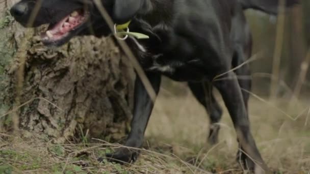 Ormanda Bir Ağacın Yanında Yürüyen Siyah Labrador Köpeğinin Yavaş Çekimde — Stok video
