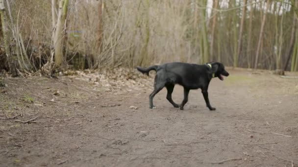 Movimento Lento Filhote Cachorro Labrador Preto Floresta Florestal Galopando Direção — Vídeo de Stock