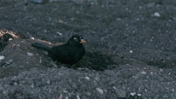 Μαύρο Πουλί Χοροπηδάει Στο Χώμα — Αρχείο Βίντεο