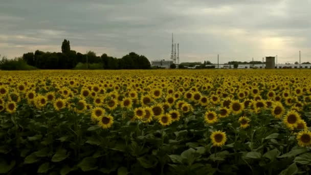 Ιταλικά Τοπία Καλοκαίρι Είναι Γεμάτα Ηλιοτρόπια Φέτος — Αρχείο Βίντεο