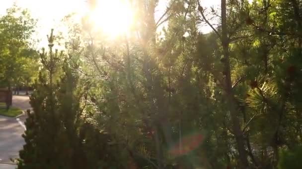 Sonnenuntergang Warf Die Bäume — Stockvideo