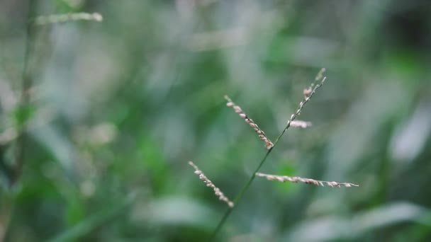 Grupo Pequeno Pulgão Grama Verde — Vídeo de Stock