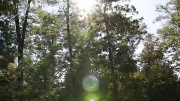 Zon Schijnt Door Bomen — Stockvideo