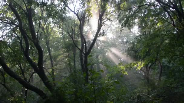 Matahari Melewati Pepohonan — Stok Video