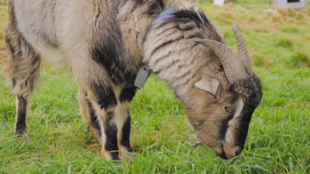 Geit Etend Gras Een Nieuw Zeelandse Boerderij — Stockvideo