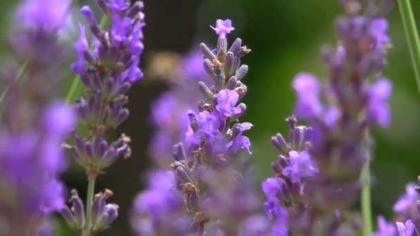 Belle Floraison Fleurs Lavande Balançant Dans Vent — Video