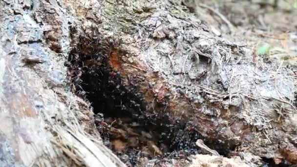 Mravenci Pracující Lese — Stock video