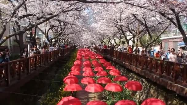 Une Scène Célèbre Festival Fleur Cerisier Gunhangje Est Ruisseau Yeojwacheon — Video