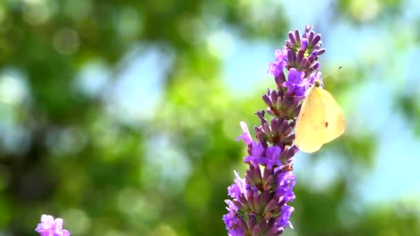 Witte Vlinder Een Lavendelveld Vlinder Een Bloeiende Lavendelweide — Stockvideo