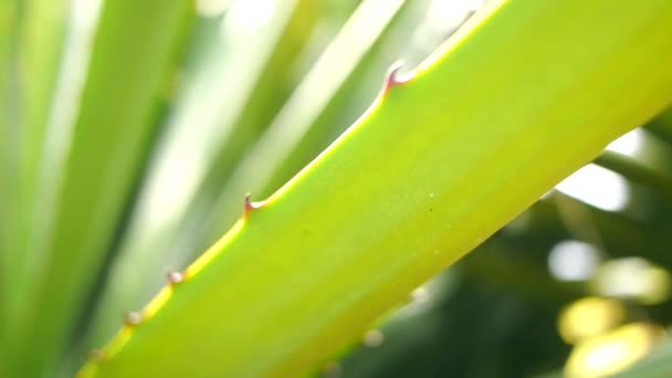 Aloe Vera Tanaman Close View — Stok Video