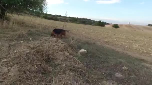 Siguiendo Perro Caza Rastro Animal — Vídeos de Stock