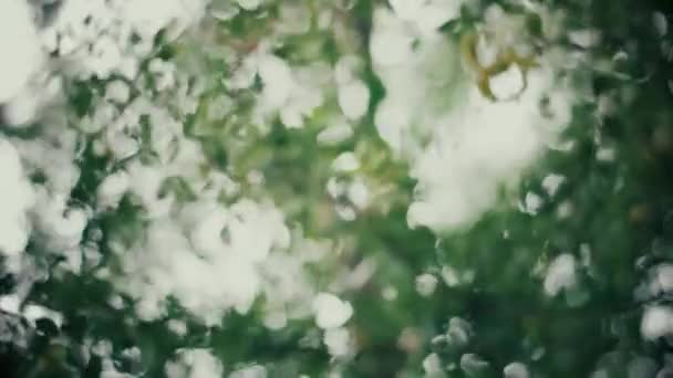 Rüzgarda Hışırdayan Ağaç Yaprakları Bulutlu Bir Günde Ağır Ağır — Stok video