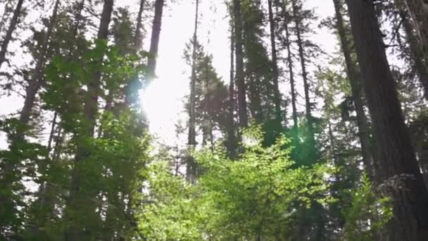 Forest Pan Shot Actual Lens Flares Sunlight Trees — Stock Video