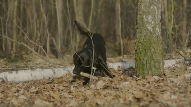 Svart Labrador Leker Med Pinne Skogen Medan Han Viftar Med — Stockvideo