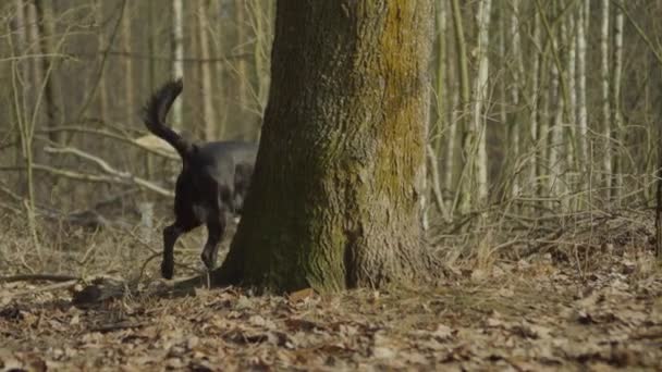 Curioso Perro Labrador Negro Husmeando Árbol Jugueteando Bosque — Vídeos de Stock