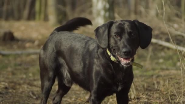 Close Black Labrador Forest Looking Camera Wagging Tail Waiting Instructions — Stock Video