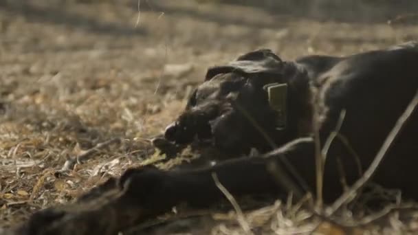 Een Zwarte Labrador Liggend Het Gras Kauwend Een Grote Stok — Stockvideo