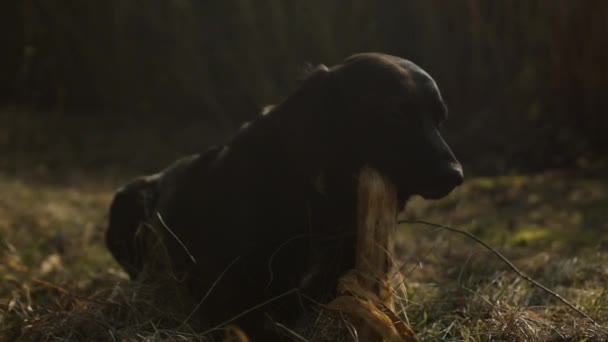 黑色拉布拉多犬躺在草地上慢慢地咀嚼着一根大树枝 — 图库视频影像
