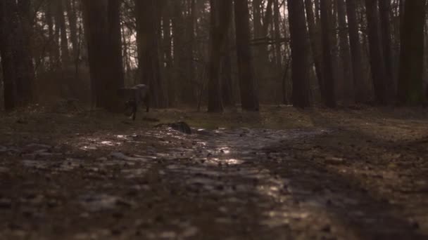 Perro Labrador Negro Corriendo Bosque Hacia Cámara — Vídeos de Stock