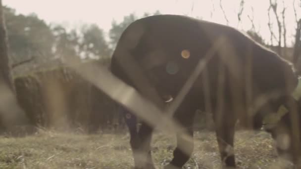 Zwolniony Ruch Zbliżenie Czarny Labrador Bawiący Się Kijem Trawie Rozbłyskami — Wideo stockowe