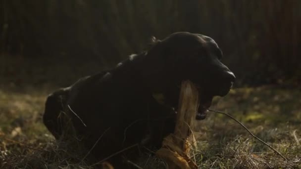 阳光明媚的日子里 一只黑色拉布拉多犬躺在草地上 咬住一根大棒 — 图库视频影像
