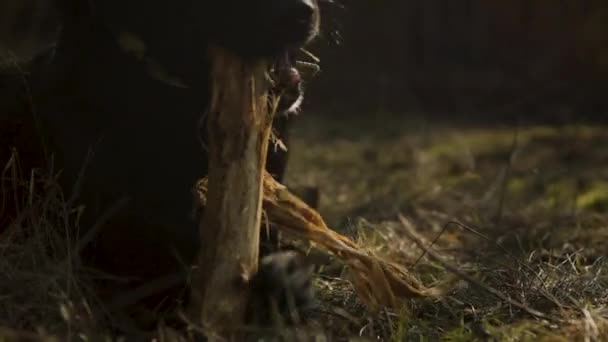 Güneşli Bir Günde Çimenlerde Uzanmış Büyük Bir Dalı Çiğneyen Siyah — Stok video