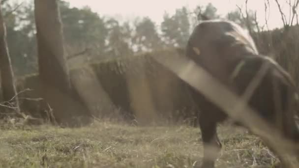 Een Zwarte Labrador Hond Spelend Met Een Stok Het Gras — Stockvideo