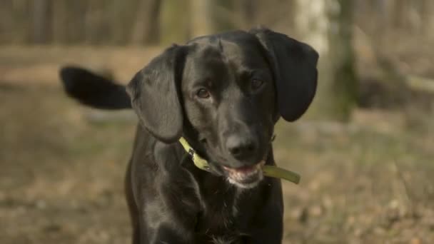 Een Zwarte Labrador Die Wacht Instructies Toe Zijn Hoofd Kantelt — Stockvideo