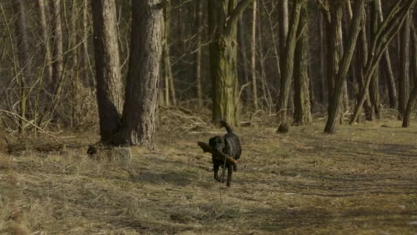 Zpomalený Pohyb Černého Labradora Který Drží Velkou Tyč Běžící Kameře — Stock video