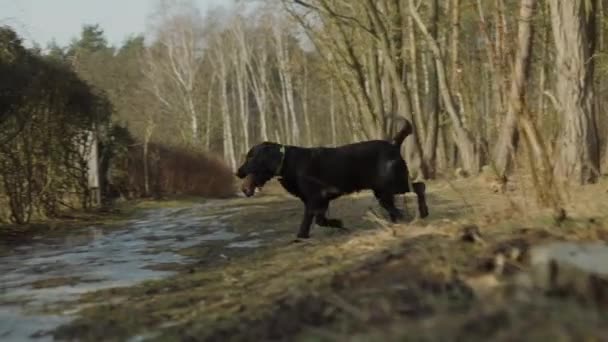 Labrador Negro Con Gran Palo Boca Caminando Hacia Bosque — Vídeos de Stock