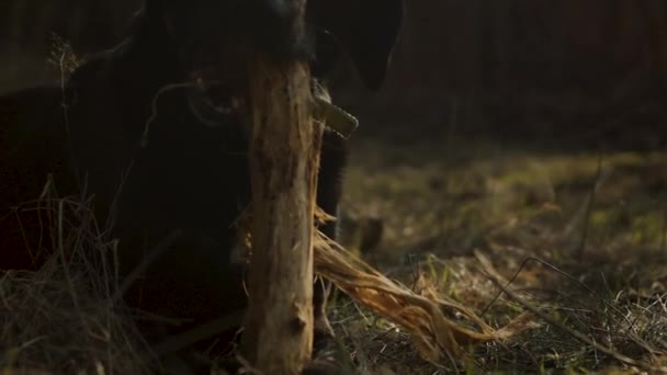 Câmera Lenta Perto Labrador Preto Mastigar Pau Grande Enquanto Deitado — Vídeo de Stock