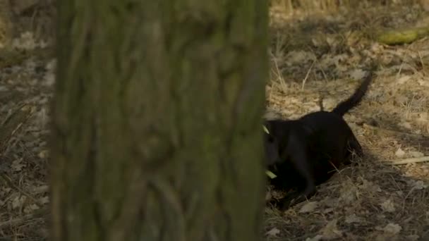 Labrador Nero Che Gioca Con Bastone Nella Foresta Sdraiato Sparato — Video Stock