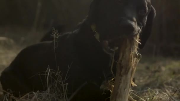 Slow Motion Black Labrador Chewing Big Stick While Lying Grass — Stock Video