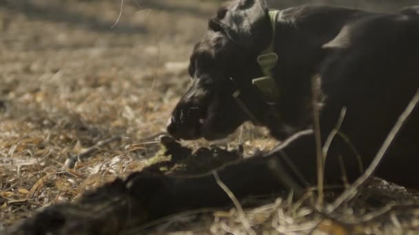 Lassú Mozgás Egy Fekete Labrador Rágcsál Egy Nagy Botot Miközben — Stock videók
