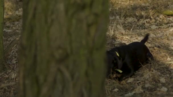 Zpomalený Pohyb Černého Labradora Který Hraje Klackem Lese Výstřel Začíná — Stock video