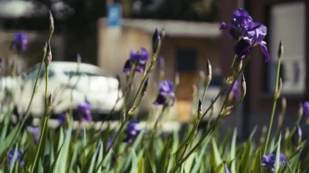 Clip Cámara Lenta Algunas Flores Zadar City Croacia — Vídeo de stock