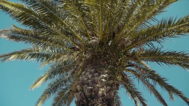 凤凰棕榈树在风中轻轻摇曳 — 图库视频影像