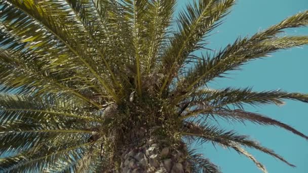 美丽的棕榈树在风中轻轻摇曳 — 图库视频影像