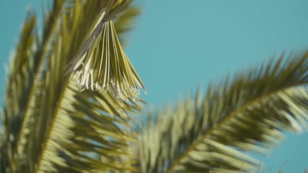 Palme Che Ondeggiano Tranquillamente Nei Venti Leggeri Rallentatore Padella Sinistra — Video Stock