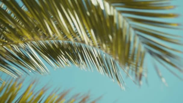 Folhas Palmeira Acenando Vento Movimento Lento — Vídeo de Stock