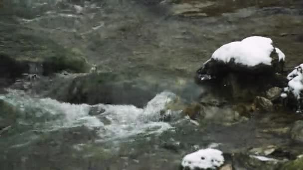 Gros Plan Ruisseau Enneigé Avec Eau Qui Coule — Video