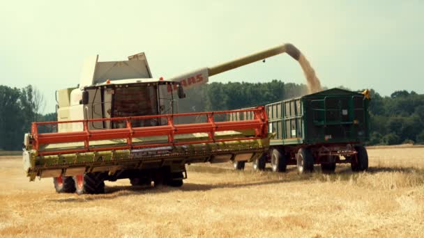 麦畑で収穫 — ストック動画