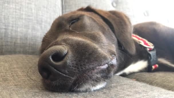 Huzursuz Bir Köpek Kanepede Uyurken Rüya Görür — Stok video
